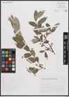 Foto von Salix cantabrica Rech. f.